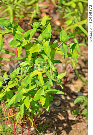 植物:ホルトソウ トウダイグサ科 植物:ホルトソウ トウダイグサ科 32499872