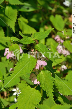 植物：オドリコソウ　シソ科 32499875