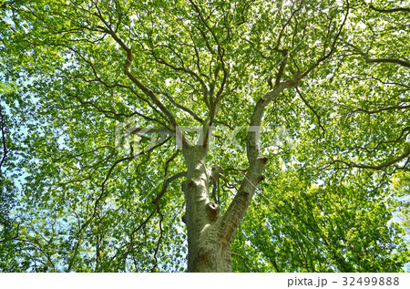 樹木：スズカケノキ　スズカケノキ科 32499888