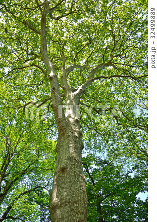 樹木：スズカケノキ　スズカケノキ科 32499889