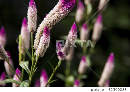 ノゲイトウの花 ノゲイトウの花 32500283