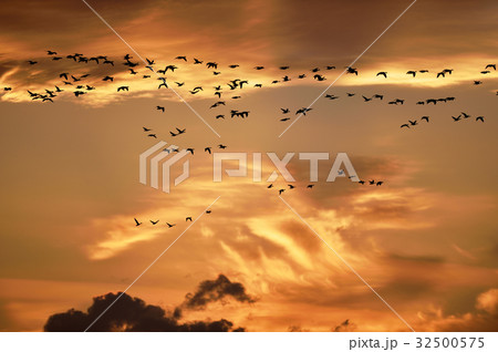 夕焼け空とマガンの群れ（北海道・宮島沼） 32500575