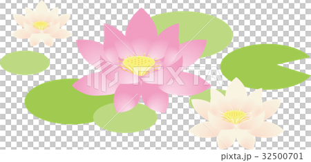 蓮の花 32500701