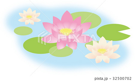 蓮の花 蓮の花 32500702
