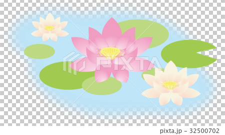 Lotus flower  32500702
