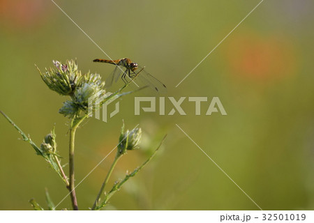 草原のトンボ 32501019