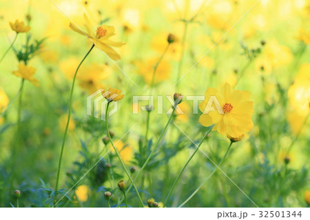 キバナコスモスの花 32501344