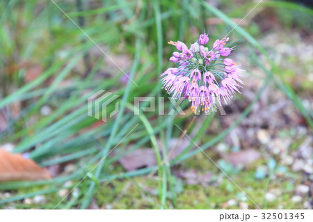 ヤマラッキョウの花 32501345