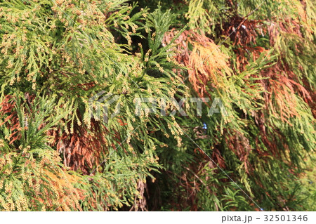 スギの実 32501346