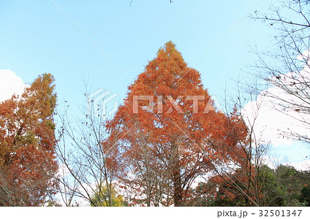 メタセコイアの紅葉 32501347