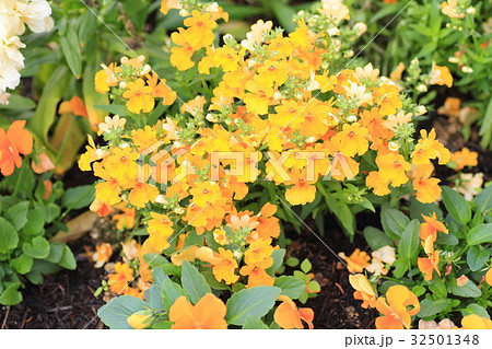 ネメシアの花 32501348