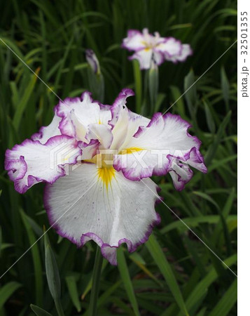 染谷花しょうぶ園 32501355