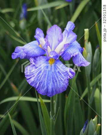 染谷花しょうぶ園 染谷花しょうぶ園 32501358