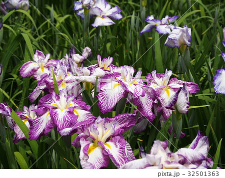 染谷花しょうぶ園 32501363