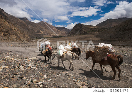 Horse walking on the road in Nepal. 32501475