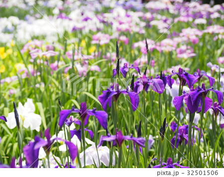 染谷花しょうぶ園 染谷花しょうぶ園 32501506