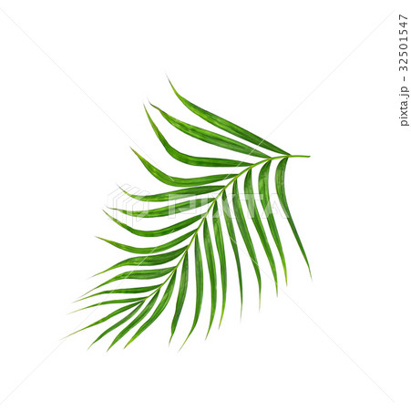 Green leaf of palm tree isolated on white  32501547