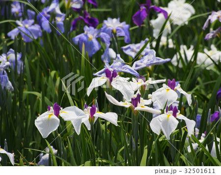 染谷花しょうぶ園 染谷花しょうぶ園 32501611