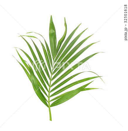 green leaf of palm tree isolated on white green leaf of palm tree isolated on white 32501618
