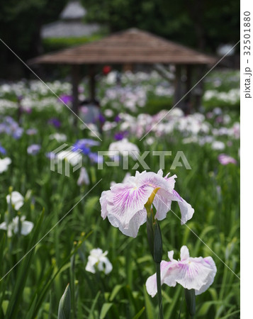 染谷花しょうぶ園 32501880