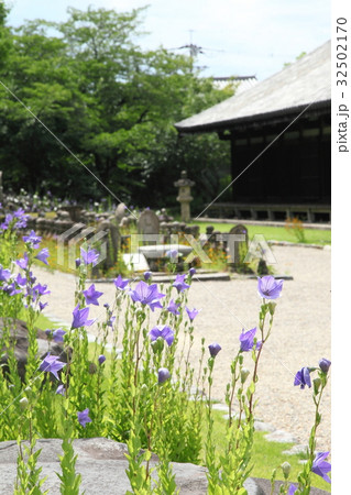 元興寺のお地蔵様と桔梗 32502170