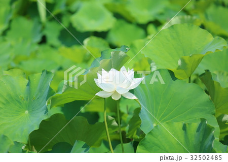 ハスの花 32502485