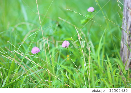 ももいろクローバーの花 32502486