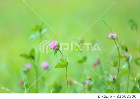ももいろクローバーの花 ももいろクローバーの花 32502500
