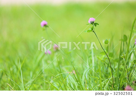 ももいろクローバーの花 ももいろクローバーの花 32502501