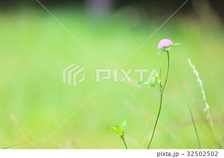 ももいろクローバーの花 ももいろクローバーの花 32502502