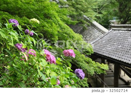 長谷寺のアジサイ 長谷寺のアジサイ 32502714