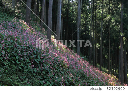 山間に咲く秋海棠 32502900