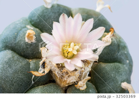 Peyote cactus with flower 32503369