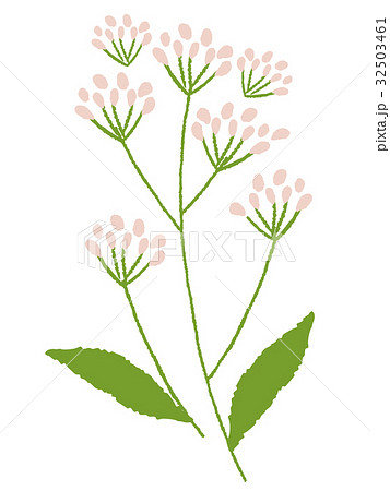 ふじばかま イラスト ふじばかま イラスト 32503461