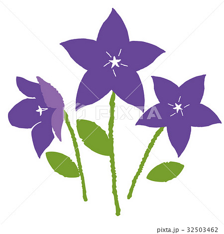 ききょう　イラスト 32503462