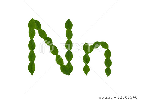 Letter N, alphabet made from green leaves Letter N, alphabet made from green leaves 32503546