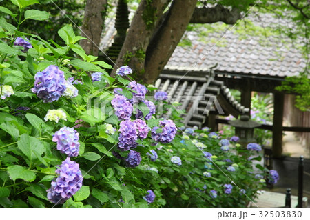 長谷寺のアジサイ 32503830