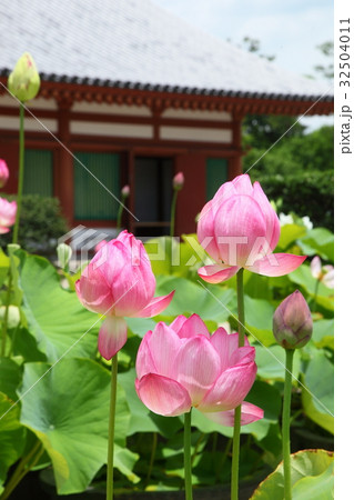 薬師寺のハス 薬師寺のハス 32504011