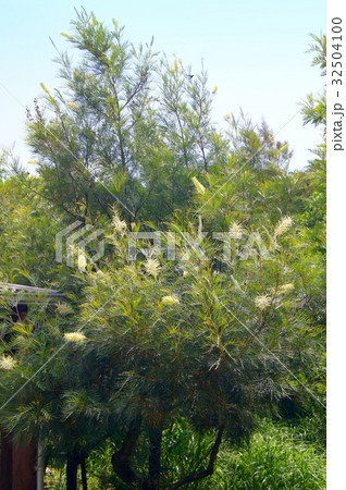 クレヴィレア「ムーンライト」 32504100