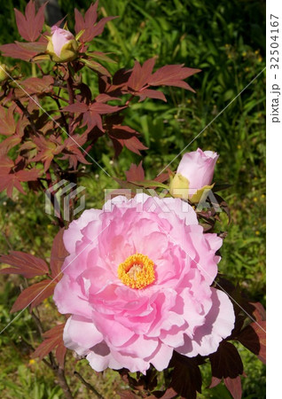 ピンクのボタン ピンクのボタン 32504167