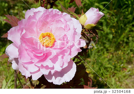 ピンクのボタン 32504168