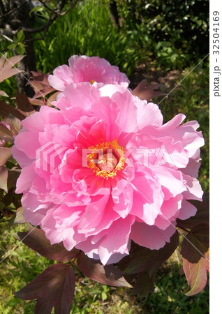 ピンクのボタン 32504169