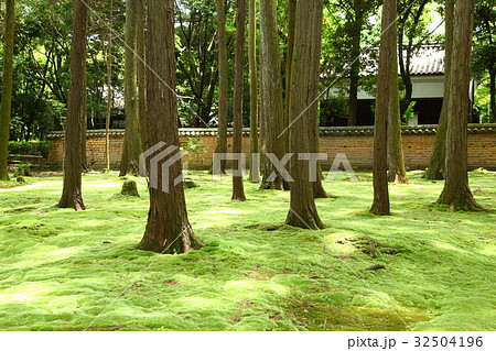 唐招提寺境内鑑真和上御廟への参道 32504196
