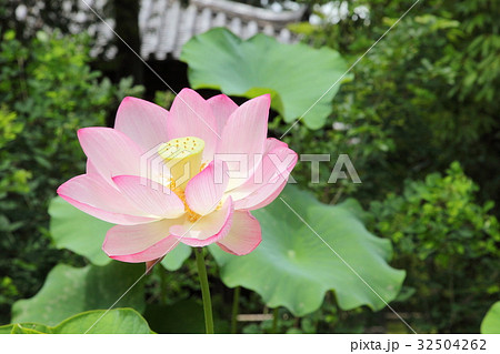 唐招提寺　経蔵前のハス 32504262