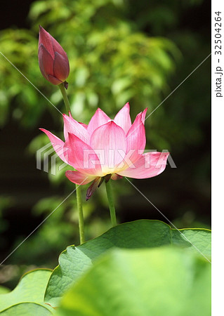 唐招提寺　経蔵前のハス 32504264