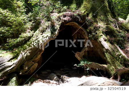 ウィルソン株 ウィルソン株 32504519