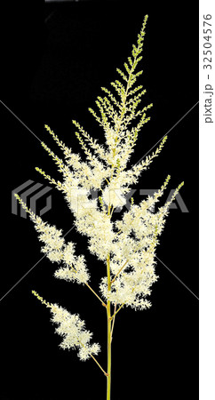 white astilba flower isolated on black background 32504576