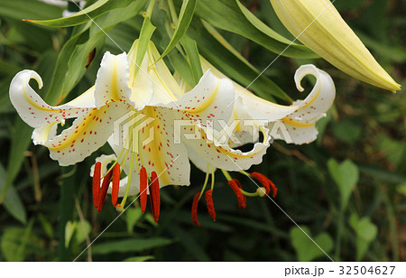 満開になったヤマユリ(1) 満開になったヤマユリ(1) 32504627