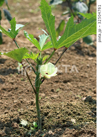 オクラの花 32504761