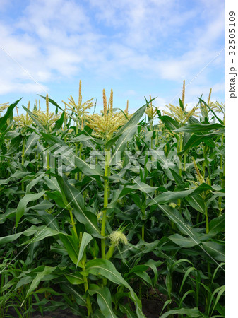 とうもろこし栽培 雄花と雌花の写真素材